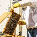 Essential Equipment for Beekeeping Success