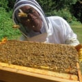 The Buzz on Making Beeswax Products: A Guide to Bee Farming and Honey Production