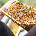 A Beginner's Guide to Selecting Quality Beekeeping Equipment and Products