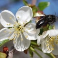 Providing Pollination Services for Other Farmers - A Comprehensive Guide