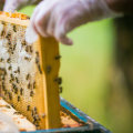 Managing Hive Diseases: A Guide for Beekeepers