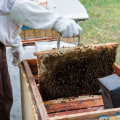 How to Effectively Advertise and Promote Your Beekeeping Business