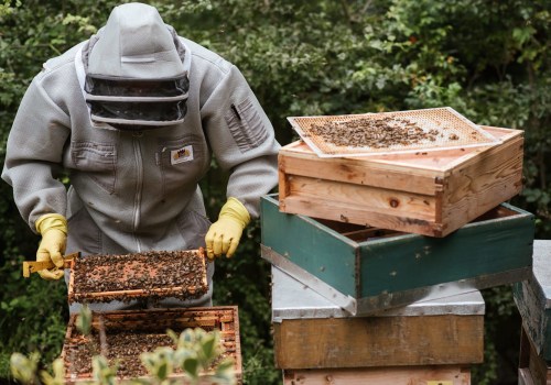 Beekeeping Tools and Protective Gear: A Comprehensive Guide to Essential Equipment