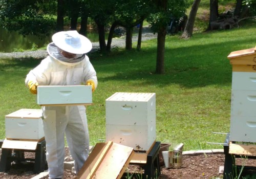 Participating in Online Forums and Communities: A Comprehensive Guide for Beekeeping Education