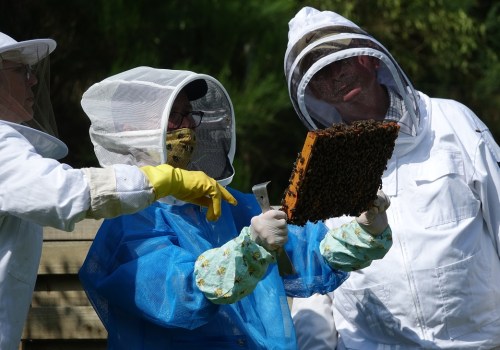 Earning Certifications in Beekeeping: Become a Certified Beekeeper