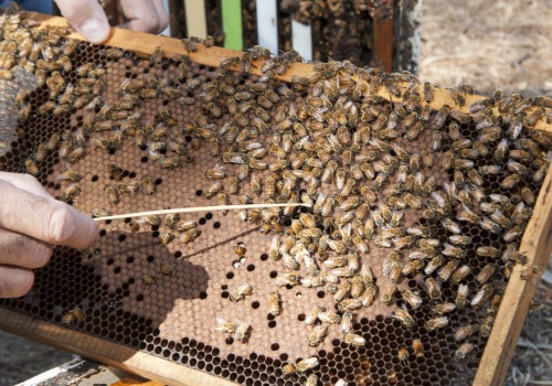 Identifying Common Pests and Diseases for Bee Farmers