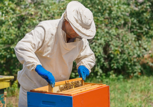 A Beginner's Guide to Creating a Business Plan for Your Beekeeping Operation