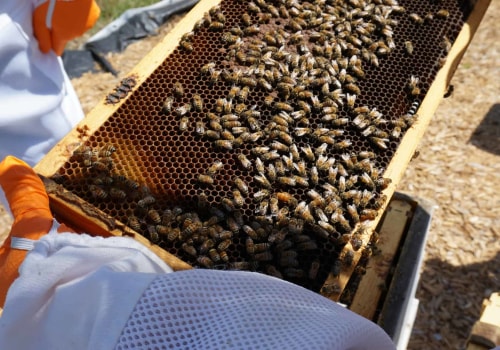 Minimizing Stress on Bees: A Guide to Natural Beekeeping Methods