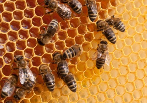 Understanding Market Research and Analysis for Beekeeping Business Owners
